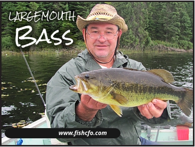 www.fishcfo.com Bass LARGEMOUTH
