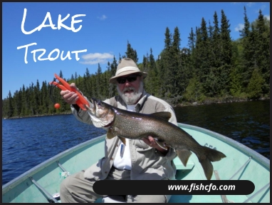 www.fishcfo.com Lake Trout