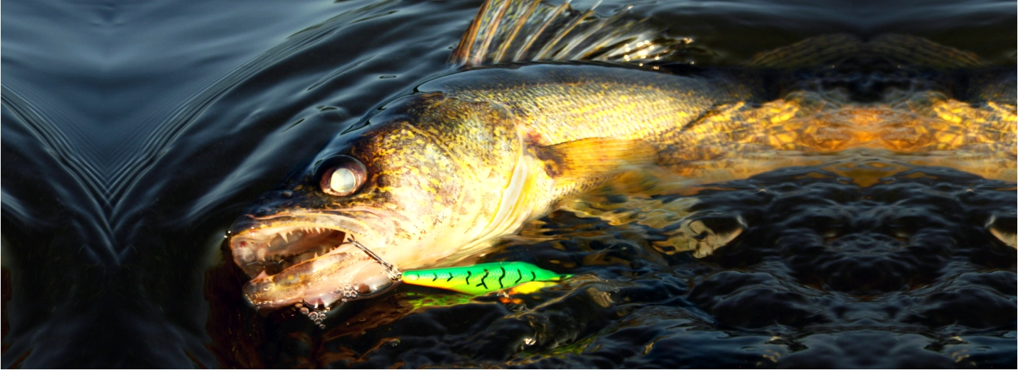 Entwine Walleye Fishing
