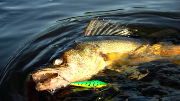 Entwine Walleye Fishing